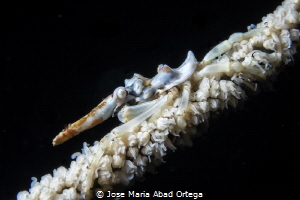 Wire Coral Crab or Xeno Crab (Xenocarcinus tuberculatus) by Jose Maria Abad Ortega 
